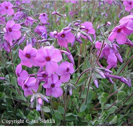  Phlox stolonifera 